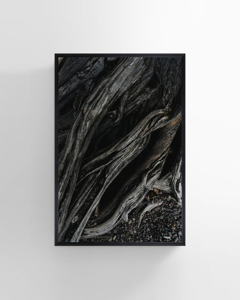 Root Of The Earth Photography Wall Art